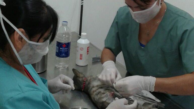 Personal municipal castrando un gato.