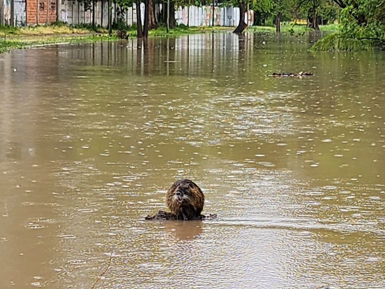 Con la crecida del Arroyo Durán apareció una nutria en la calle