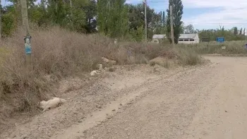 Vecinos de China Muerta denuncia matanza salvaje de perros