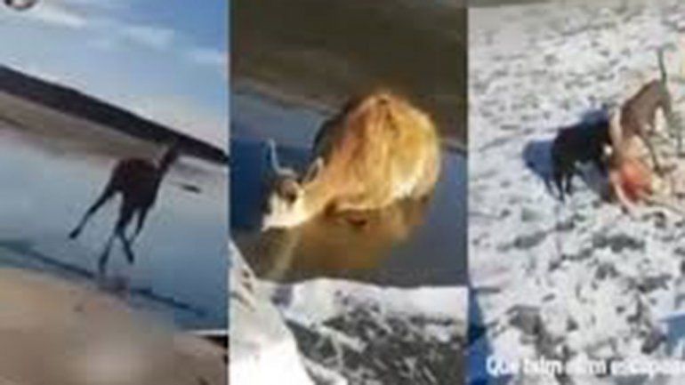 Indignante: se filmaron persiguiendo y atropellando a un guanaco