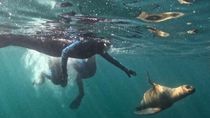El snorkeling con lobos marinos ya es una de las principales actividades turísticas de Puerto Madryn. El snorkeling con lobos marinos ya es una de las principales actividades turísticas de Puerto Madryn.