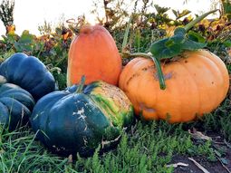 Hermosos zapallos producidos en Picun Leufu. Foto: Proda. Hermosos zapallos producidos en Picun Leufu. Foto: Proda.