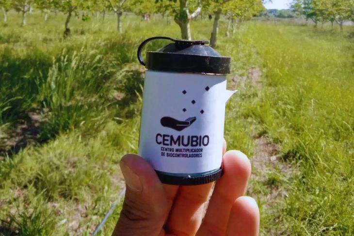 Biocontroladores patag&oacute;nicos llegan a Uruguay como parte de un proyecto regional que impulsa sistemas productivos m&aacute;s sustentables.