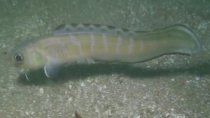 encontraron un pez raro en el golfo san matias