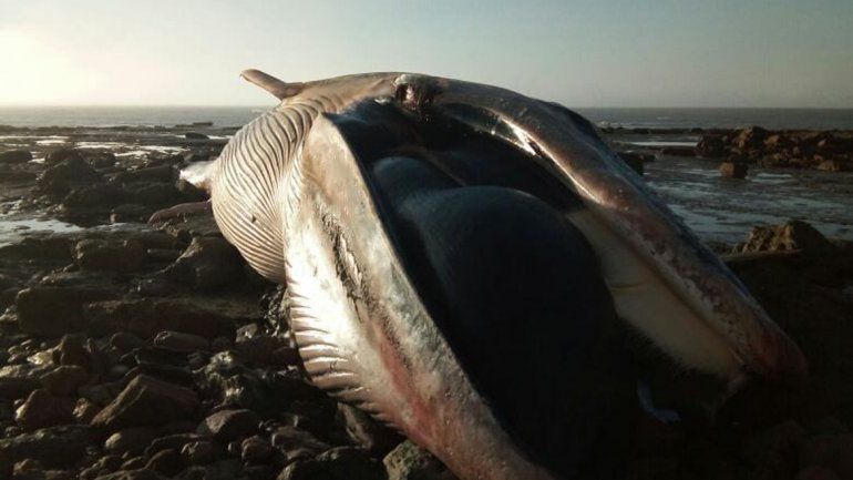 Apareció una ballena jorobada de 10 metros muerta cerca de El Cóndor