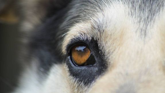 Un hombre de Villa Regina fue denunciado por crueldad animal y deberá pagar una multa de 50 mil pesos.&nbsp;