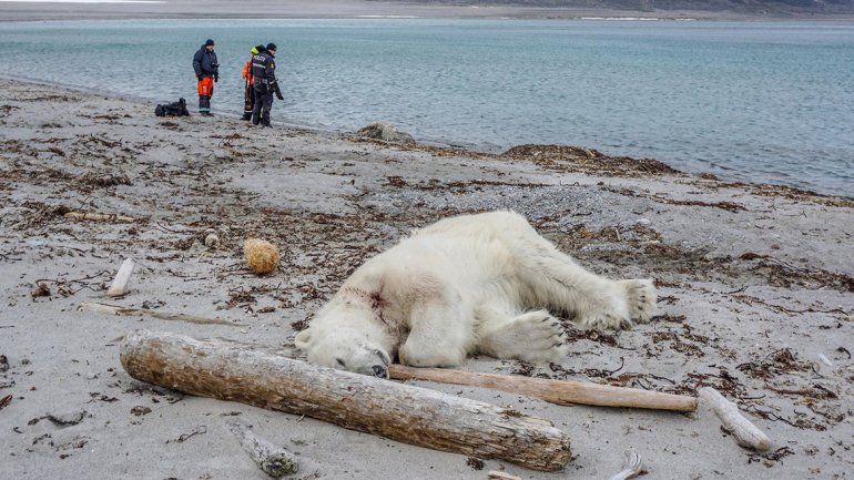 Matan a un oso polar que atacó a un guía turístico