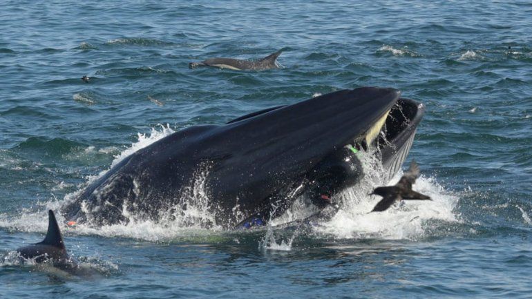 Milagro: ballena se tragó a un buzo y después lo escupió