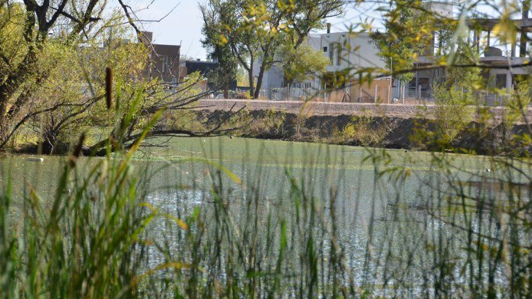 El agua estancada por el taponamiento del río genera lagunas con algas que perjudican a los vecinos del lugar.