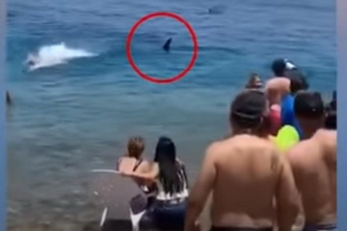 Un tiburón ballena mató de susto a turistas en la playa