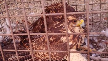 El agilucho fue liberado en la naturaleza.