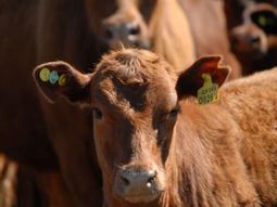 Los datos de 2025 muestran avances en pesos de faena, aunque el stock aún no logra iniciar una fase de recuperación. Los datos de 2025 muestran avances en pesos de faena, aunque el stock aún no logra iniciar una fase de recuperación.