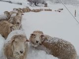 Las condiciones para producir en la Patagonia son realmente extremas.