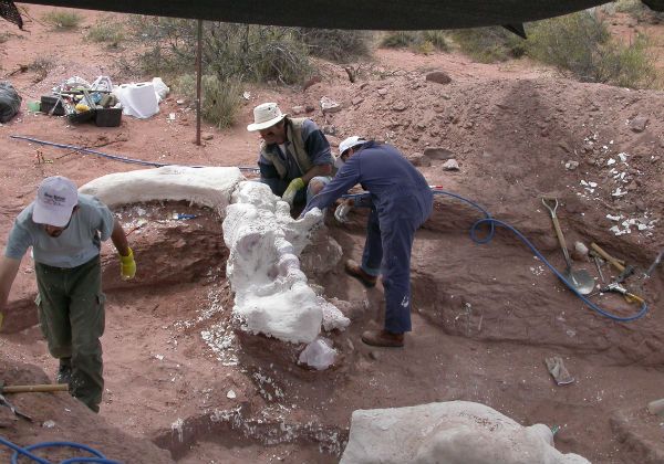 Por Vaca Muerta, crece la búsqueda de restos fósiles