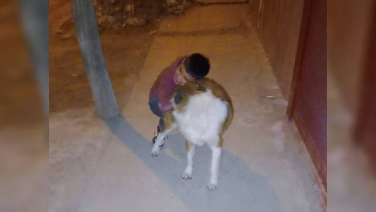 La tristeza de un nene al que le robaron su perro: cómo ayudarlo
