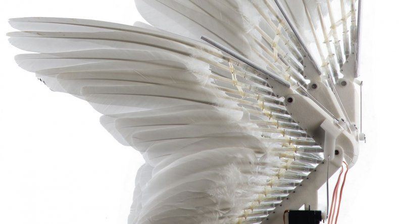 PigeonBot, el aparato que vuela igual que un ave