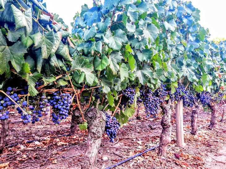 La vitivinicultura y su búsqueda de expresión del terruño. Foto: @BodegaLuigiBosca. La vitivinicultura y su búsqueda de expresión del terruño. Foto: @BodegaLuigiBosca.