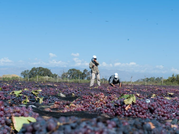 El evento de bioagroindustria se llevará a cabo en CABA. Foto: INTA