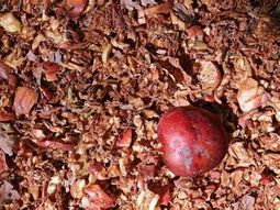 Una nueva salida para la industria de manzana: el orujo. Una nueva salida para la industria de manzana: el orujo.