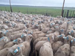 El cierre parcial de mercados por el scrapie genera una fuerte crisis en la Patagonia, donde las plantas frigoríficas ya trabajan al límite de su capacidad. El cierre parcial de mercados por el scrapie genera una fuerte crisis en la Patagonia, donde las plantas frigoríficas ya trabajan al límite de su capacidad.