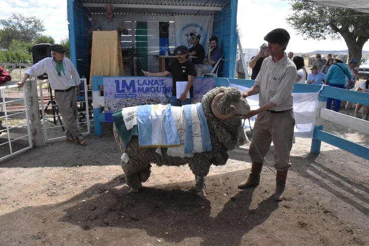 Salieron a remate más de 180 animales. Salieron a remate más de 180 animales. 