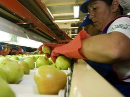 Las peras argentinas, siguen siendo demandadas en los mercados internacionales. Las peras argentinas, siguen siendo demandadas en los mercados internacionales.