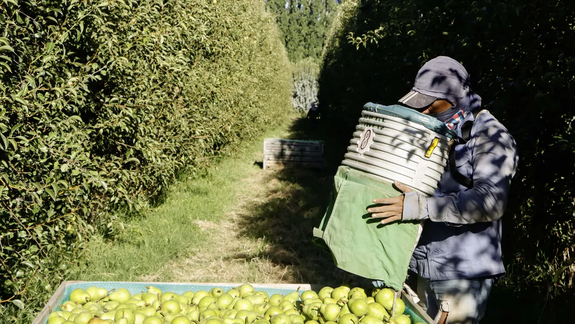 Para las peras de la Patagonia, Estados Unidos es un mercado muy importante.