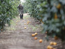 Naranjos afectados por la dana en Valencia. Foto: Efeagro Naranjos afectados por la dana en Valencia. Foto: Efeagro