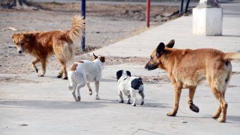 perros sueltos