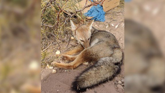 Salvaron a un zorrito: lo habían atropellado y abandonado en la ruta