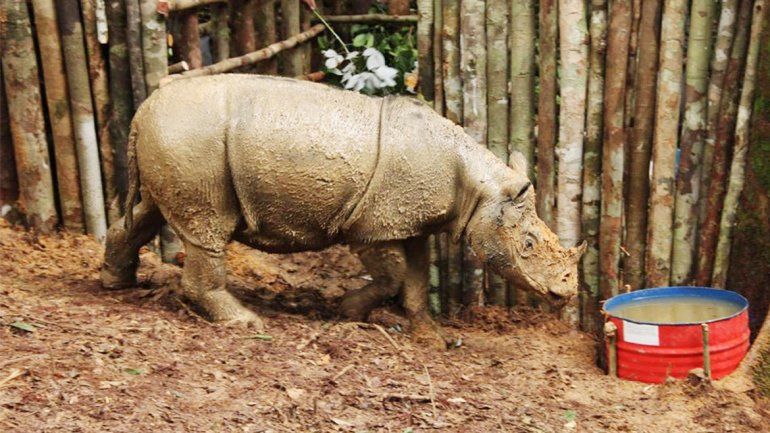 El rinoceronte de Sumatra se creía extinto desde hace 40 años.