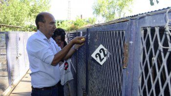 les buscan familias a 21 perros para cerrar los caniles de zoonosis les buscan familias a 21 perros para cerrar los caniles de zoonosis