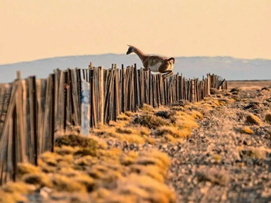 El alambrado de 2 metros de altura está inspirado en el exitoso modelo de cercado australiano.