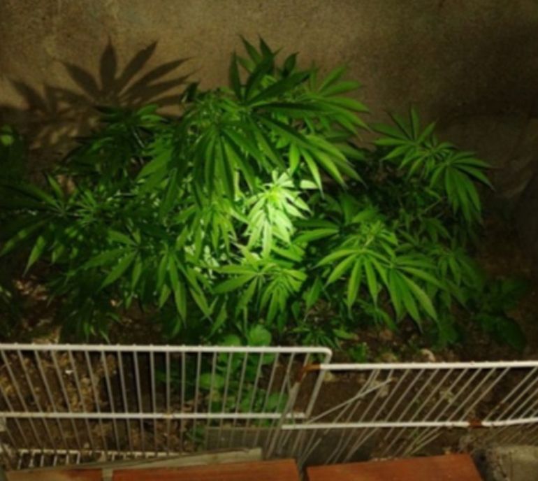 Además del auto que buscaba, la policía encontró 15 plantas de marihuana. Además del auto que buscaba, la policía encontró 15 plantas de marihuana. 