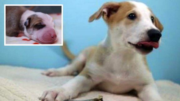 Por primera vez se clonó a una mascota en el país: una familia porteña extrañaba a su perro muerto