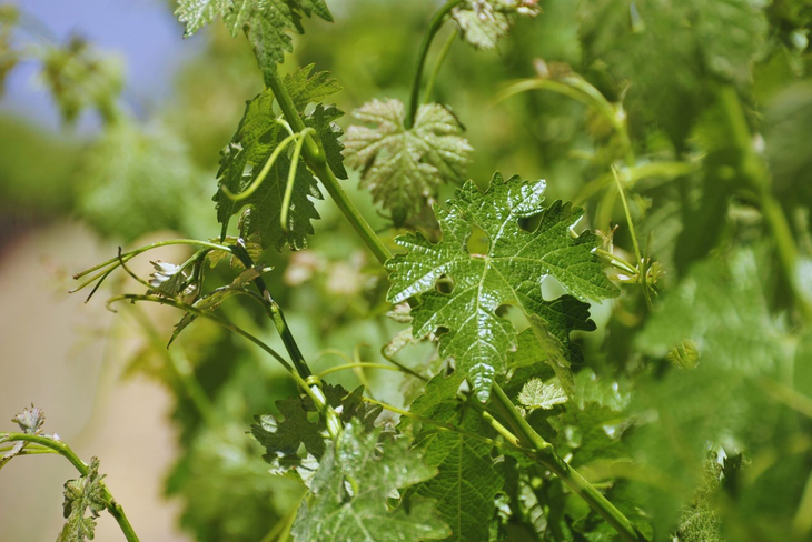 El equipo del INTA propone diferentes estrategias de manejo. Foto: INTA El equipo del INTA propone diferentes estrategias de manejo. Foto: INTA