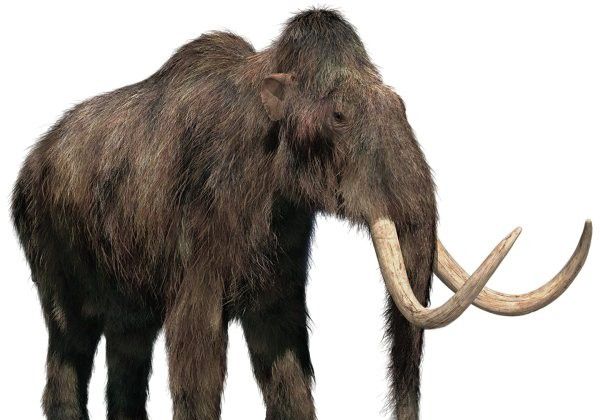 En Harvard, insertan genes de mamut en ADN de elefante