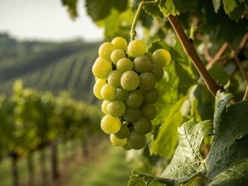 La segunda estimación del Comité muestra un leve ajuste al alza impulsado por variedades nuevas, mientras las tradicionales continúan perdiendo terreno. La segunda estimación del Comité muestra un leve ajuste al alza impulsado por variedades nuevas, mientras las tradicionales continúan perdiendo terreno.