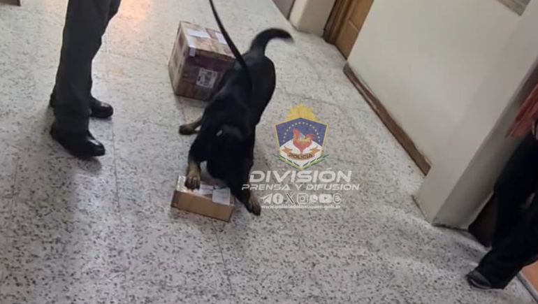Detectan cocaína lista para comercializar en la terminal de San Martín de los Andes