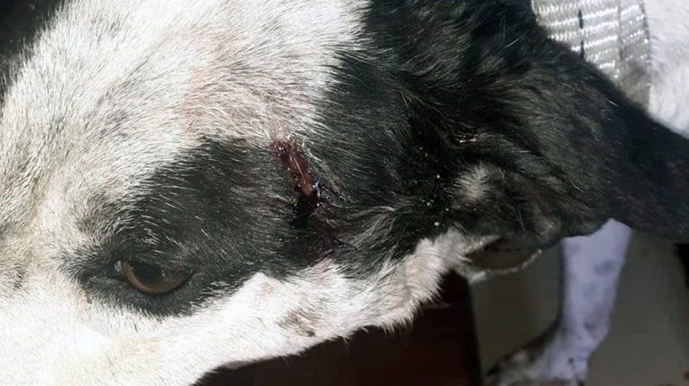 Apuñalaron a una perrita y hay bronca entre vecinos