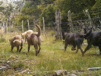 Los perros sueltos, una problemática que se perfila en el campo neuquino.