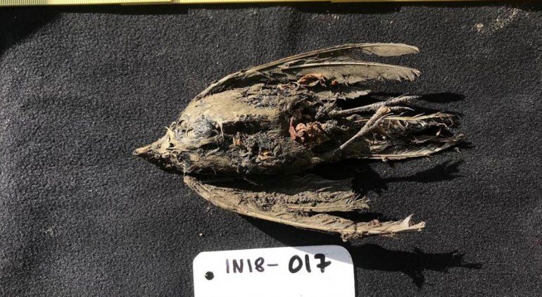 Hallaron un ave de 46.000 años en Siberia