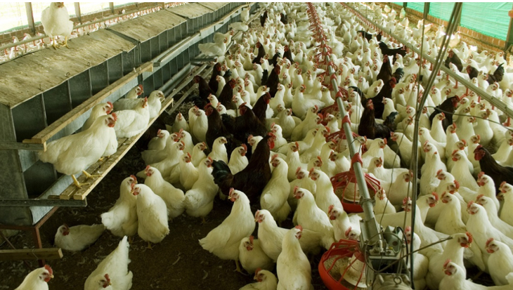 Recomiendan cuidados especiales en las producciones. Foto: secretaria de Agricultura. Recomiendan cuidados especiales en las producciones. Foto: secretaria de Agricultura.