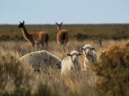 La oveja fue introducida en la Patagonia Argentina a finales del siglo XIX para ganadería en forma extensiva, ocupando el mismo hábitat que el guanaco. La oveja fue introducida en la Patagonia Argentina a finales del siglo XIX para ganadería en forma extensiva, ocupando el mismo hábitat que el guanaco.