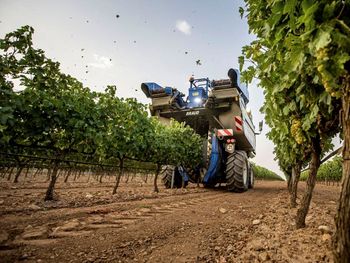 Las estimaciones de la vendimia para 2025 se ajusto a 34 millones de hectolitros de vino y mosto.