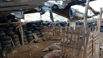 El ataque de un puma que mató 27 ovejas cerca de Sierra Colorada reavivó el debate sobre la convivencia con los depredadores y el reclamo de los productores rurales. | LM Neuquen El ataque de un puma que mató 27 ovejas cerca de Sierra Colorada reavivó el debate sobre la convivencia con los depredadores y el reclamo de los productores rurales.