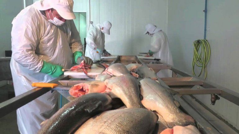 Procesar pescados para diversificar  la economía local