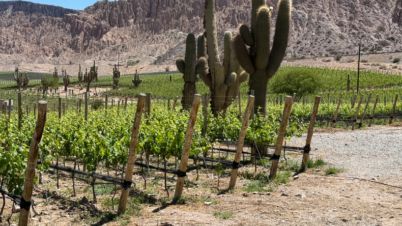 Los nuevos vinos del norte argentino | LM Neuquen Los nuevos vinos del norte argentino