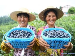 Regiones productivas del país asiático están impulsando una nueva generación de frutas locales que compiten directamente con las importaciones. Regiones productivas del país asiático están impulsando una nueva generación de frutas locales que compiten directamente con las importaciones.