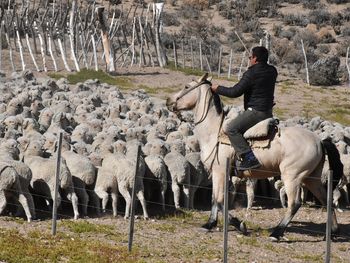 La Patagonia perdió el 75% de sus ovejas en 50 años; expertos alertan por la crisis del sector. La Patagonia perdió el 75% de sus ovejas en 50 años; expertos alertan por la crisis del sector.